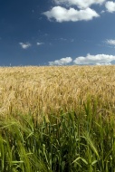 Barley field (Hordeum vulgare)