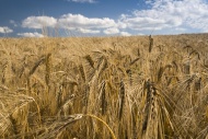 Barley field (Hordeum vulgare)
