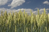 Wheat field (Poaceae triticum)