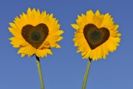 Sunflowers (Helianthus annuus...