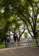 Bridge in Central Park, Manha...