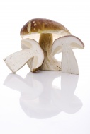 Porcini (Boletus) mushrooms