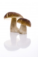 Porcini (Boletus) mushrooms