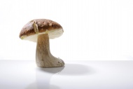Porcini (Boletus) mushroom