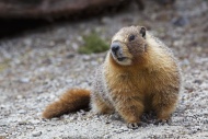 Groundhog, Woodchuck or Whist...