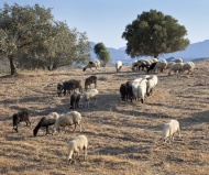 Grazing sheep near Faliraki, ...