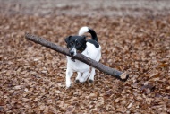 Dog, Jack Russell Terrier, wi...