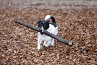 Dog, Jack Russell Terrier, wi...