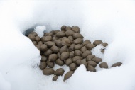 Moose dung in the snow
