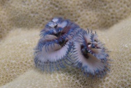 Christmas tree worm (Spirobra...
