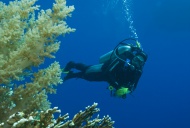 Diver underwater, Red Sea, Eg...