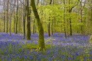 Bluebell (Endymion non-script...