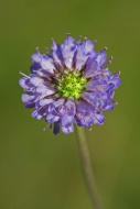 Devil\'s Bit Scabious (Succis...