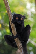 Black Lemur (Lemur macaco), a...