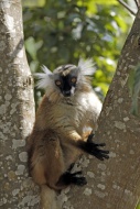 Black Lemur (Lemur macaco), a...