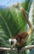Black Lemur (Lemur macaco), f...