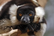 Black-and-white Ruffed Lemur ...