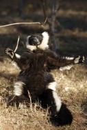 Black-and-white Ruffed Lemur ...