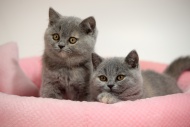 British Shorthair, ten week o...