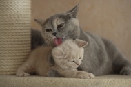Adult female grooming kitten ...