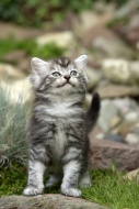 Maine Coon kitten in garden