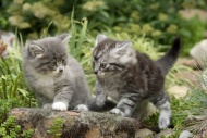Maine Coon kittens in garden