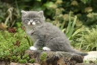 Maine Coon kitten in garden