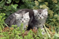 Maine Coon kittens in garden