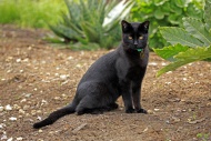 Domestic cat (Felis catus), a...