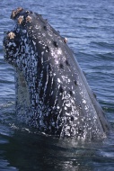 Humpback Whale (Megaptera nov...