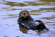 Sea Otter (Enhydra lutris), a...
