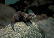 Short-clawed Otter (Amblonyx ...