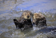 Sea Otter (Enhydra lutris), t...