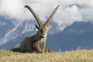 Ibex (Capra ibex), Styria, Au...