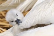 Mute Swan (Cygnus olor), cygn...