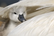 Mute Swan (Cygnus olor), cygn...