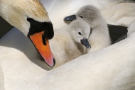 Mute Swan (Cygnus olor), two ...