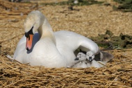 Mute Swan (Cygnus olor), adul...