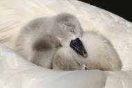 Mute Swan (Cygnus olor), two ...