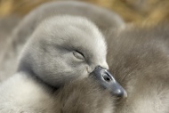 Mute Swan (Cygnus olor), cygn...