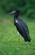 Abdim\'s Stork (Ciconia abdim...