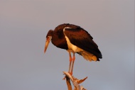 Abdim\'s Stork (Ciconia abdim...