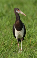 Abdim\'s Stork (Ciconia abdim...