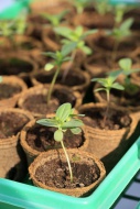 Close-up of seedlings in biod...