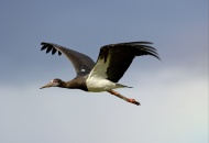 Abdim\'s Stork (Ciconia abdim...