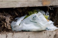 Compostable plastic bag, in c...