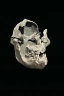 Australopithecus boisei skull...