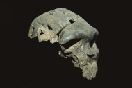 Homo rhodesiensis skull, Addi...