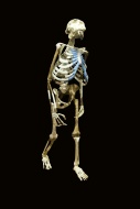 Replica of the skeleton of th...