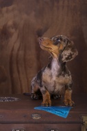 Pied short-hair dachshund pup...